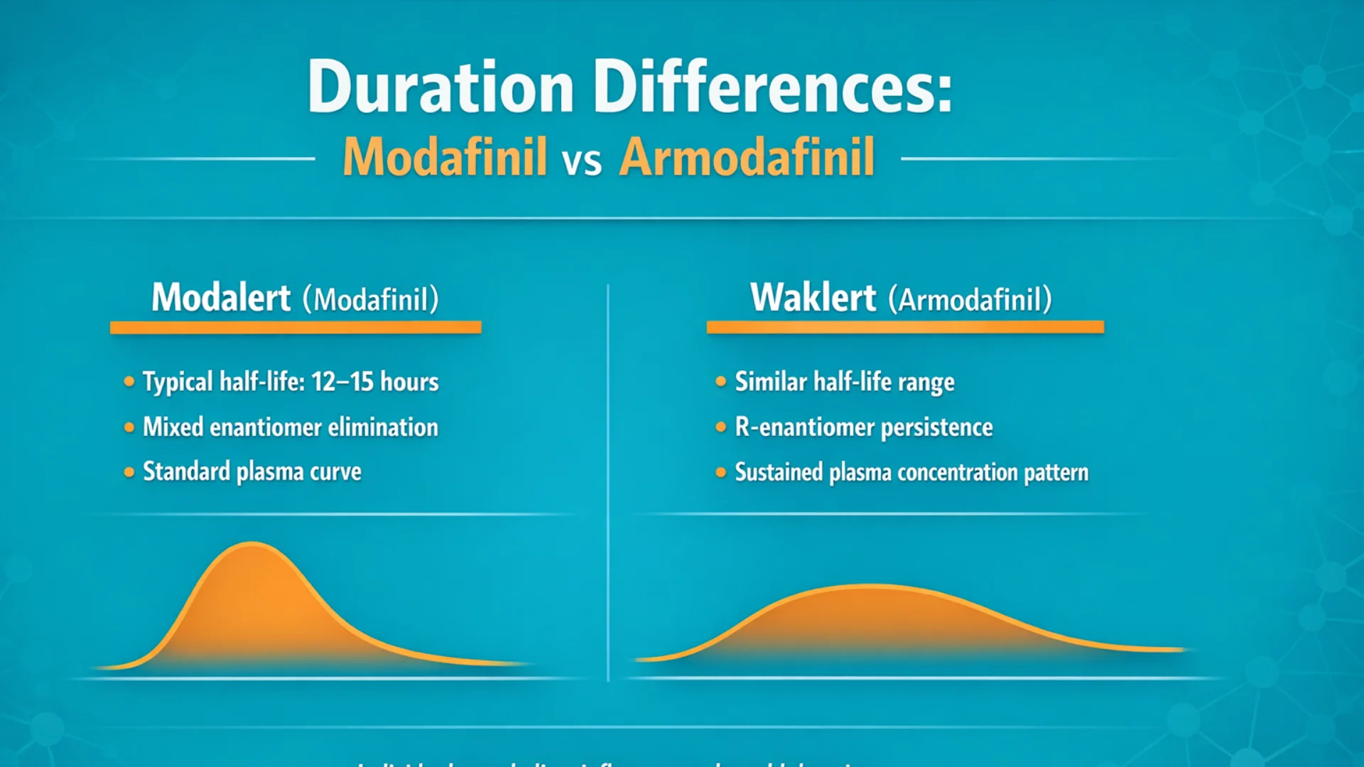 Modalert vs Waklert infographic comparing Modafinil vs Armodafinil duration differences, half-life range, plasma concentration curves, and pharmacokinetic elimination patterns.