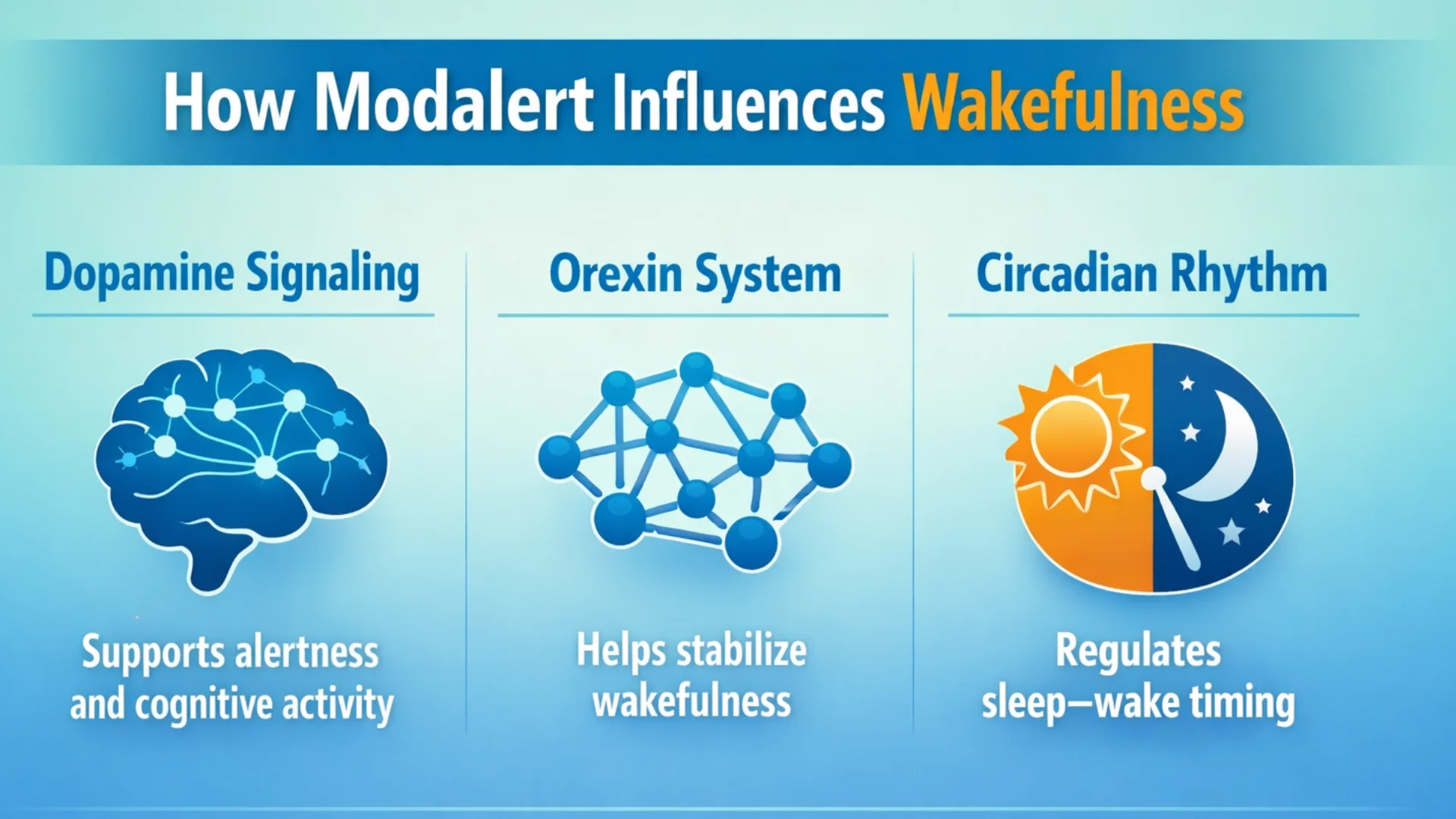 Medical infographic showing how Modalert influences wakefulness through dopamine signaling, the orexin system, and circadian rhythm regulation.